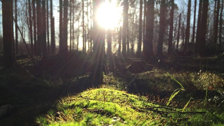 kalliolan klinikka metsämaisema